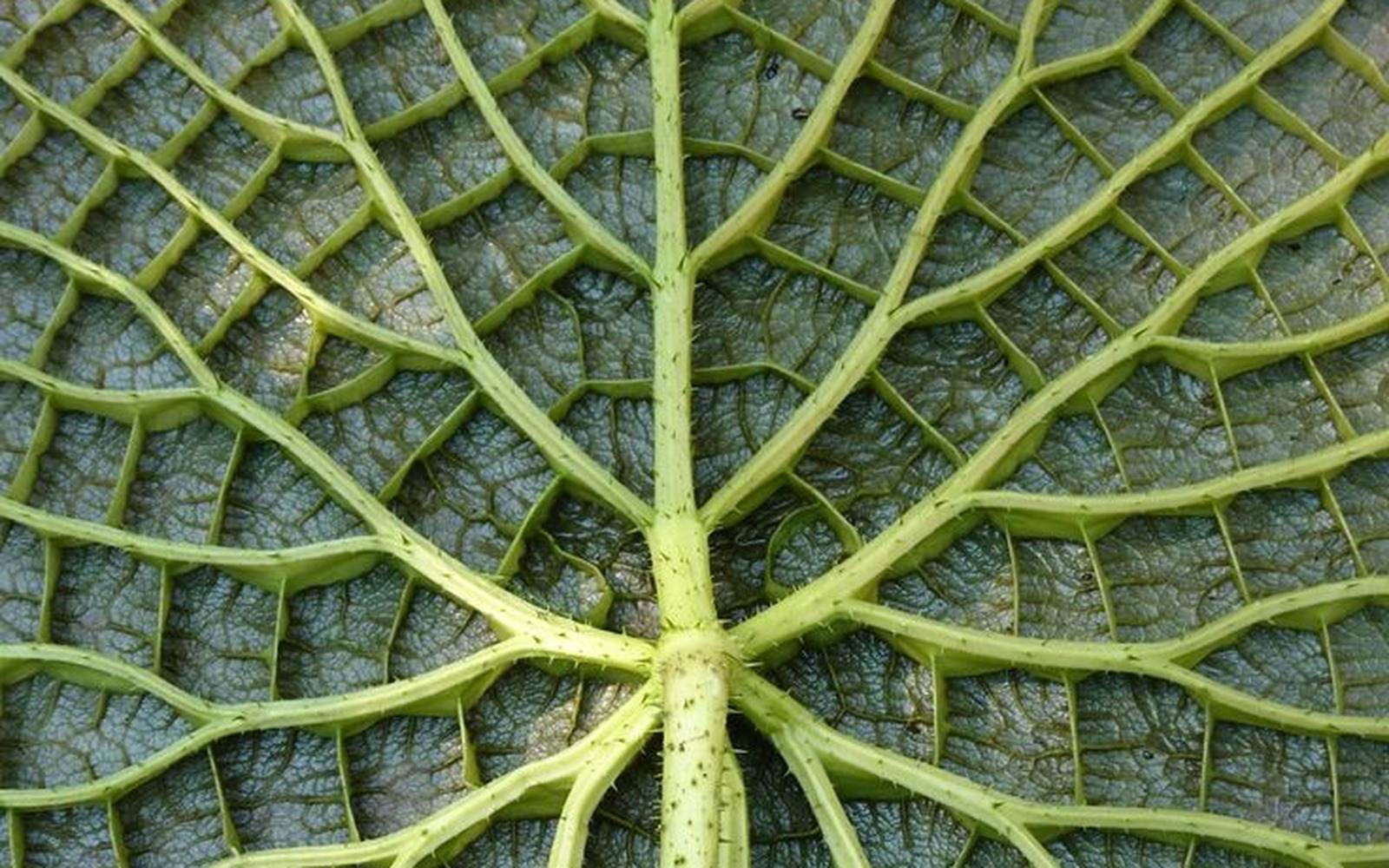 Victoria amazonica leaf showing central spine and radiating veins &mdash; the architecture of compounding systems