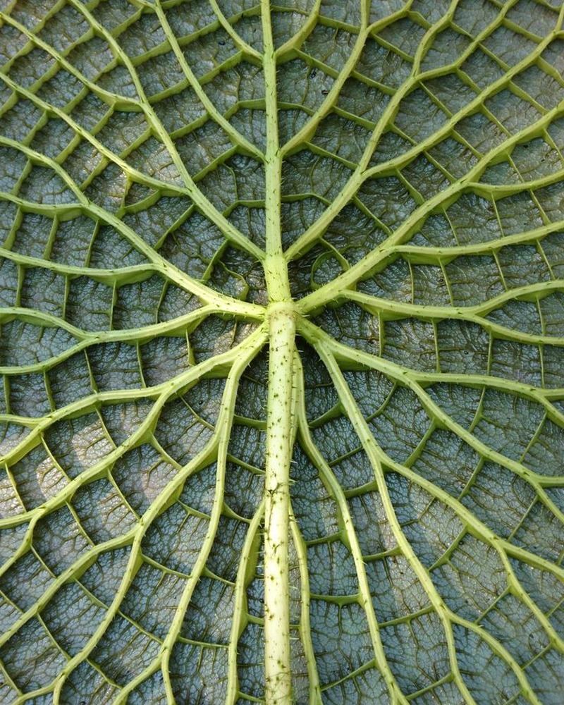 Victoria amazonica leaf &mdash; featured Field Note hero